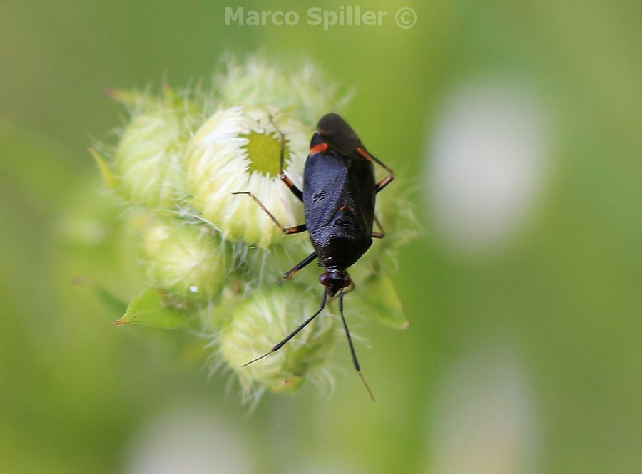 Deraeocoris ruber